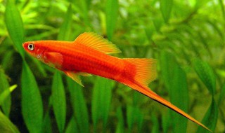 红剑鱼的寿命 大概能活多久