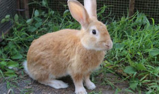 香槟兔饲养方法 香槟兔的饲养要点