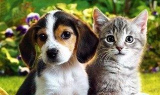 养母狗和公猫的区别有哪些 是有很大区别的哦