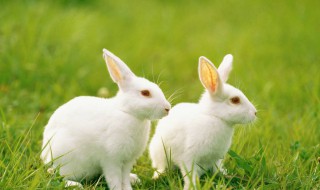 兔子吃肉吗 还会吃什么
