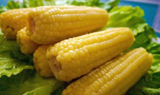 鲜玉米煮多长时间能熟 请看回答