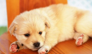 梦见一窝小狗 有什么含义