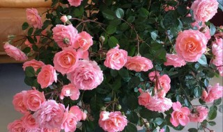 10月能插月季吗 插一个活一个