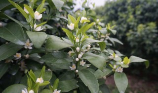 柑橘花芽分化用什么药 那些农药促进柑橘花芽分化
