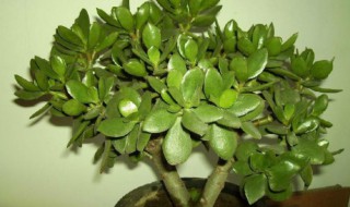 绿玉树的养殖方法 做好这3点很重要