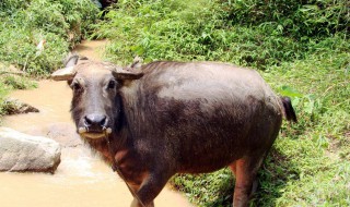 牛嗓子呼噜怎么办 怎么回事