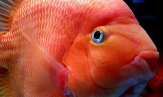 迷你鹦鹉鱼孵化教程 迷你鹦鹉鱼怎么孵化