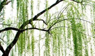 院里能栽柳子树吗 院子能否种植柳树详解