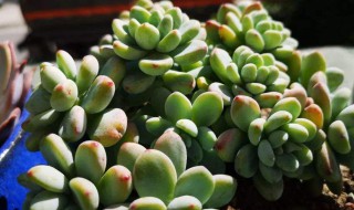 多肉上盆后多久可以施肥 选择合适的时间促进多肉发根