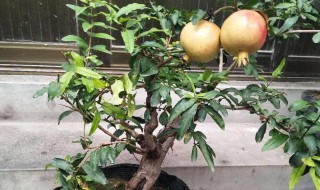 石榴籽种石榴树的方法 园艺师教你轻松种植