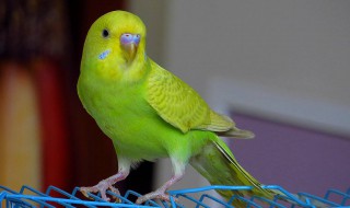 暗色鹦鹉饲养方法 需要怎么投喂