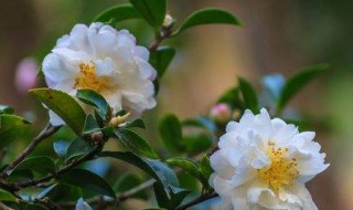 茶花移栽注意事项 注意这些才能保证存活率