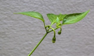 核桃特效植物调节剂 有什么作用