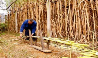 湛江甘蔗收购价调整出台 蔗农不必再担忧价格浮动