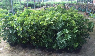 鸭脚木与树参的区别 原来区别是这样的