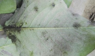 鸭梨为什么不发白 鸭梨叶背面发白