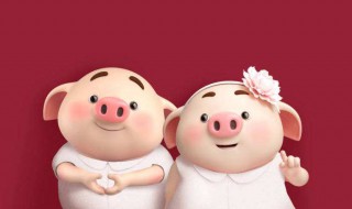 公猪阄割方法 去看看