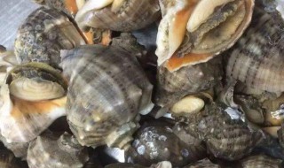 海螺开锅煮多长时间 这样做出来口感刚刚好