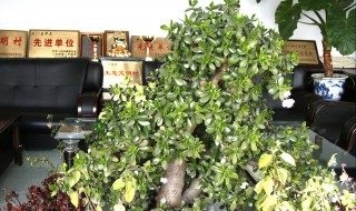 玉树不开花怎么办 不要急这么做就行