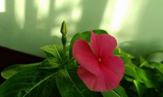 梦见五叶梅是福是祸 与你一起了解清楚