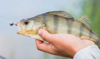 哪些是主饵 什么是主攻饵