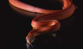 梦见红蛇 这是好事还是坏事