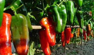辣椒用什么嫁接最好 老菜农教你最真实经验