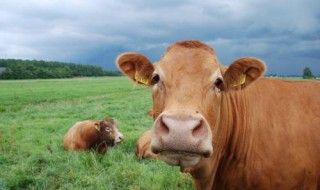 正宗秦川牛的特征 怎么辨别