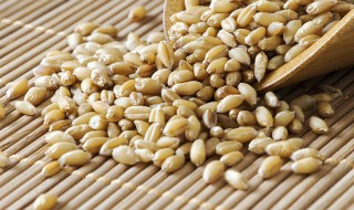 小麦钓鱼饵料制作方法 轻轻松松自己做鱼饵料