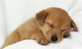 两个月狗狗怎么喂养 请认真阅读下文