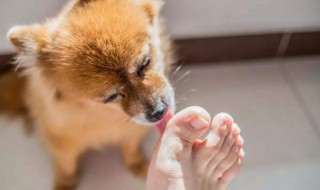 舔狗是怎么回事 为大家详细介绍