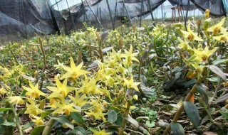 秋季石斛要施肥吗 专家是这样说的