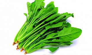 菠菜种植方法和时间 快来一起学习吧