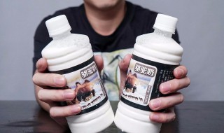 骆驼奶每天喝多少合适 怎么喝合适