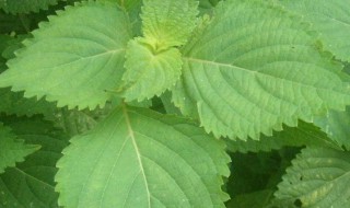 驱蚊十味中草药配方 驱蚊十味中草药配方详情