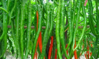 线椒吃法 教你线椒新吃法