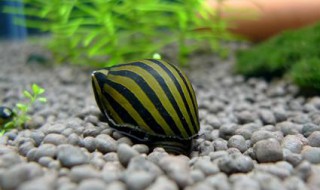 什么螺吃鱼粪便 你绝对想不到