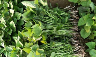 辣椒秧子有什么用途 作用非常多的