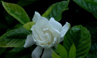 栀子花盆景怎么造型 详细制作攻略介绍