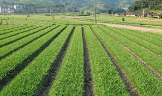 韭菜早上还是中午收割 大家要选对时机