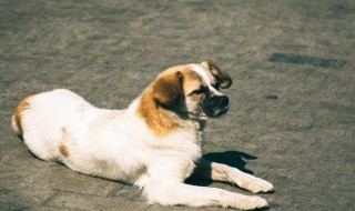 玉林狗肉节是几月几号 你有参加过吗