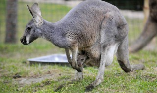袋鼠的袋子里面脏吗 袋鼠的袋子会很脏吗