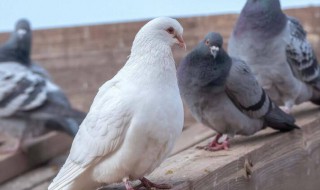 鸽子饥饿训练的好处 主要作用在这几个方面