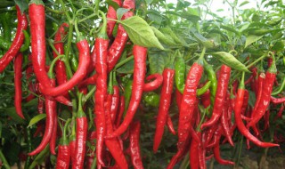 有冬季露天种植的辣椒吗 你可以看一看