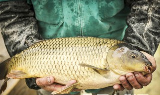 专攻鲤鱼方法 专攻鲤鱼的饵料配方
