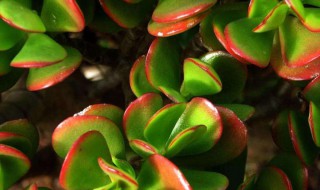 玉树什么时候扦插 玉树如何扦插