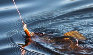 江钓鲈鱼正确方法 钓江鲈的实用技巧