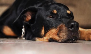 梦见大黑狗是怎么回事 这代表着什么呢