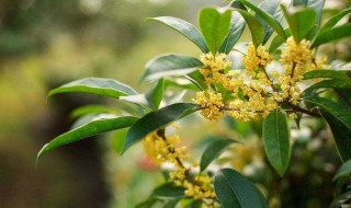 桂花怎么样用糖腌不变色 简单方法教你轻松种植美食