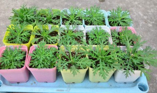 玛格丽特养殖方法 一起来了解下吧